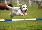 LINK TO - WyreAgilityCompetition, Cartmel, 12thJune10