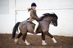 LINKS TO - Equestrian Events Feb '12
