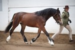 LINKS TO - Equestrian Events March'12